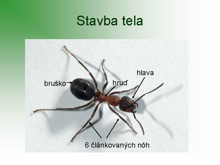 Stavba tela hlava bruško hruď 6 článkovaných nôh 