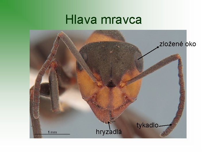 Hlava mravca zložené oko hryzadlá tykadlo 