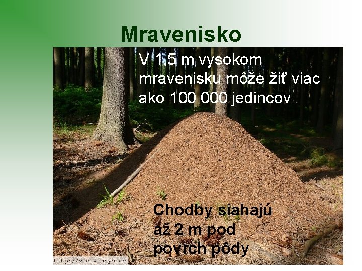 Mravenisko V 1, 5 m vysokom mravenisku môže žiť viac ako 100 000 jedincov