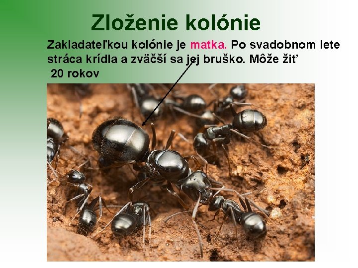 Zloženie kolónie Zakladateľkou kolónie je matka. Po svadobnom lete stráca krídla a zväčší sa