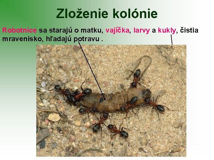 Zloženie kolónie Robotnice sa starajú o matku, vajíčka, larvy a kukly, čistia mravenisko, hľadajú