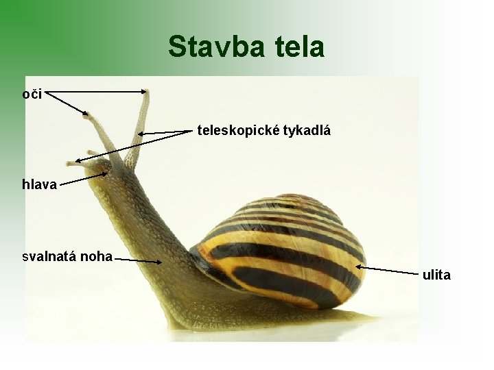 Stavba tela oči teleskopické tykadlá hlava svalnatá noha ulita 