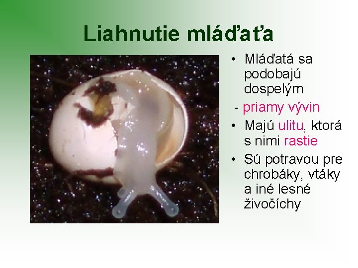 Liahnutie mláďaťa • Mláďatá sa podobajú dospelým - priamy vývin • Majú ulitu, ktorá