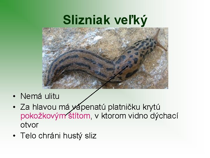 Slizniak veľký • Nemá ulitu • Za hlavou má vápenatú platničku krytú pokožkovým štítom,