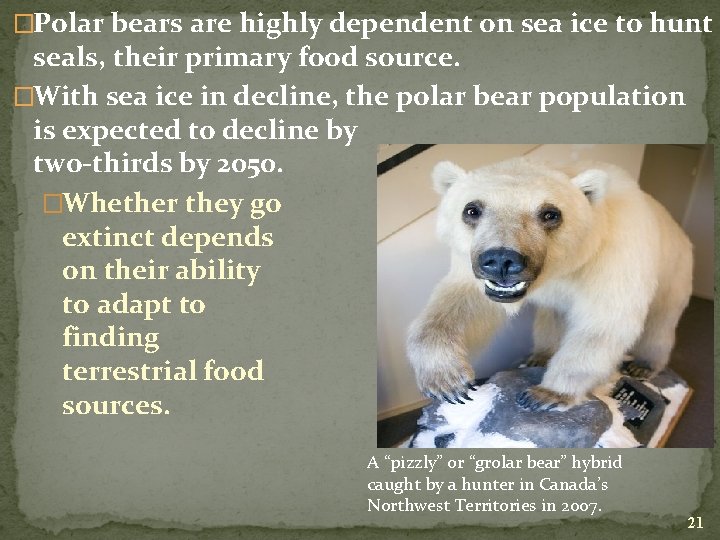 �Polar bears are highly dependent on sea ice to hunt seals, their primary food