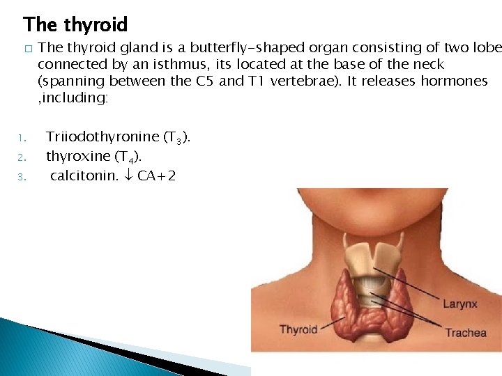 The thyroid � 1. 2. 3. The thyroid gland is a butterfly-shaped organ consisting