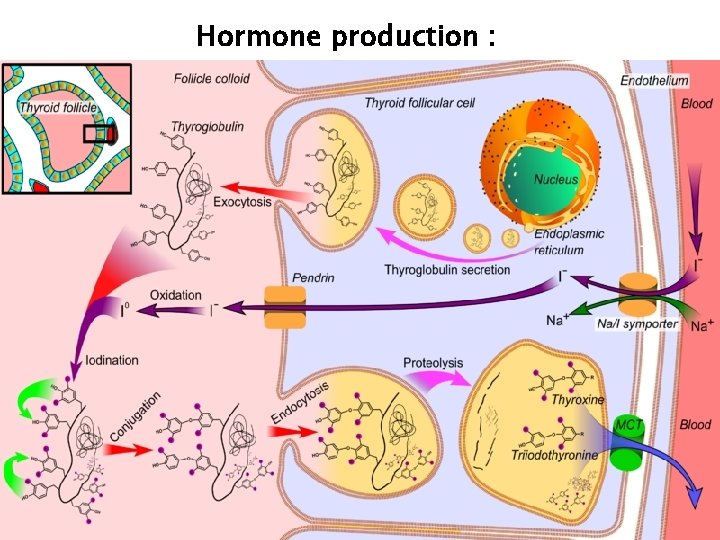 Hormone production : 