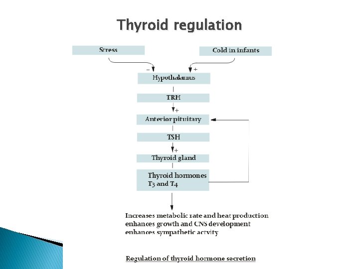 Thyroid regulation 