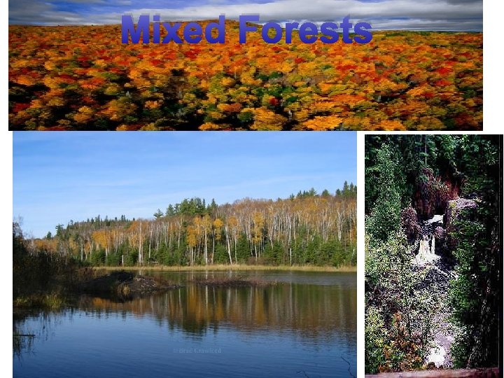 Mixed Forests 
