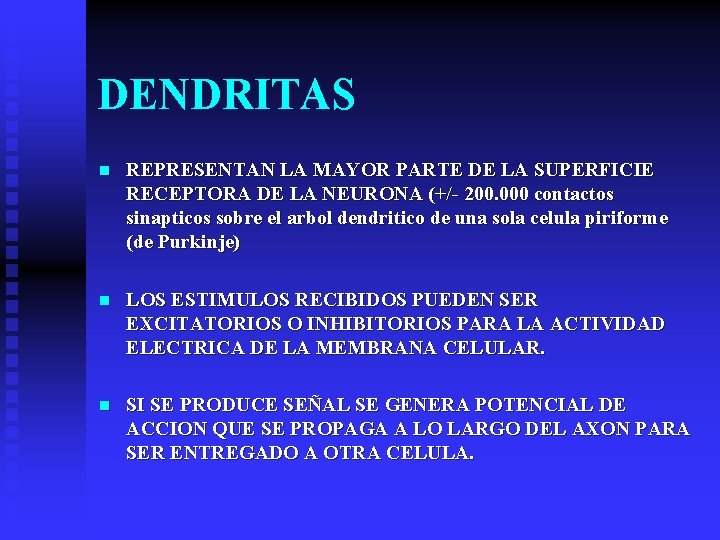 DENDRITAS n REPRESENTAN LA MAYOR PARTE DE LA SUPERFICIE RECEPTORA DE LA NEURONA (+/-