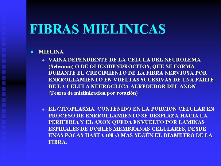 FIBRAS MIELINICAS n MIELINA u VAINA DEPENDIENTE DE LA CELULA DEL NEUROLEMA (Schwann) O