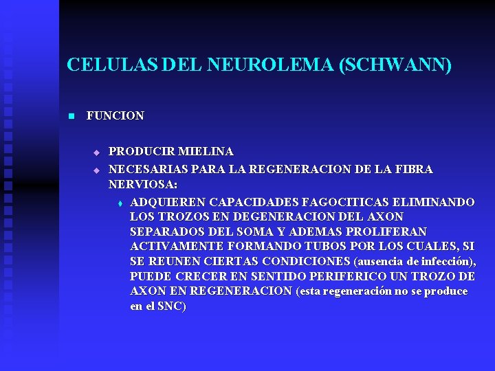 CELULAS DEL NEUROLEMA (SCHWANN) n FUNCION u u PRODUCIR MIELINA NECESARIAS PARA LA REGENERACION