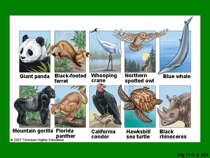 Giant panda Black-footed Whooping crane ferret Mountain gorilla Florida panther California condor Northern spotted