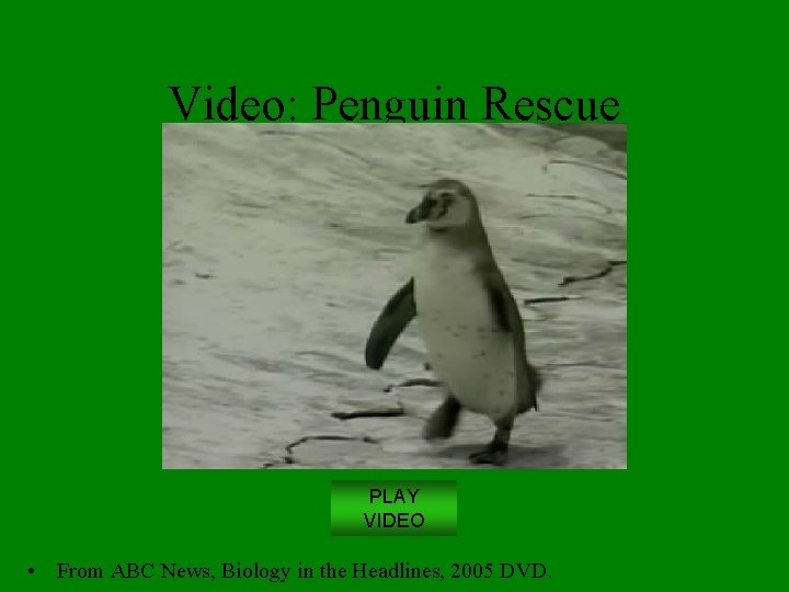 Video: Penguin Rescue PLAY VIDEO • From ABC News, Biology in the Headlines, 2005