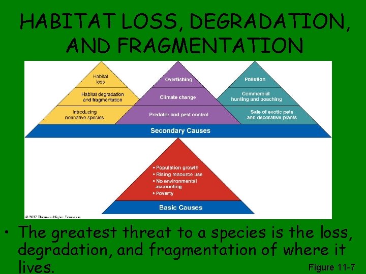 HABITAT LOSS, DEGRADATION, AND FRAGMENTATION • The greatest threat to a species is the