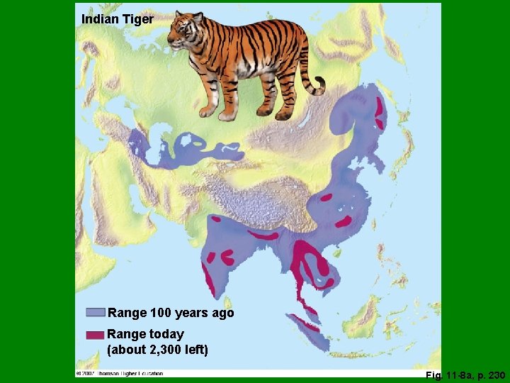 Indian Tiger Range 100 years ago Range today (about 2, 300 left) Fig. 11