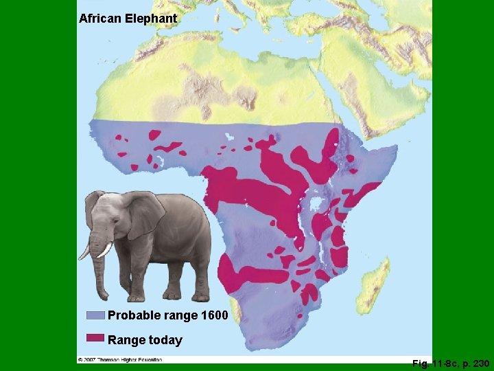 African Elephant Probable range 1600 Range today Fig. 11 -8 c, p. 230 