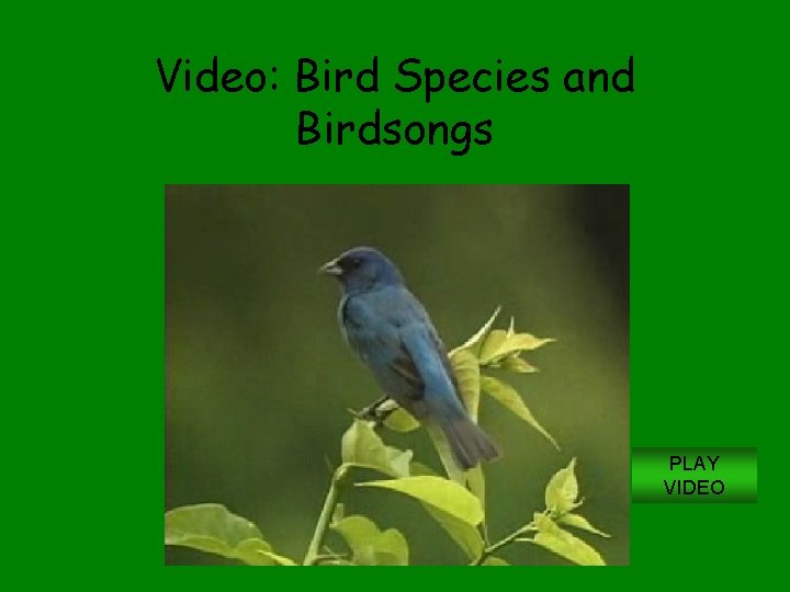 Video: Bird Species and Birdsongs PLAY VIDEO 