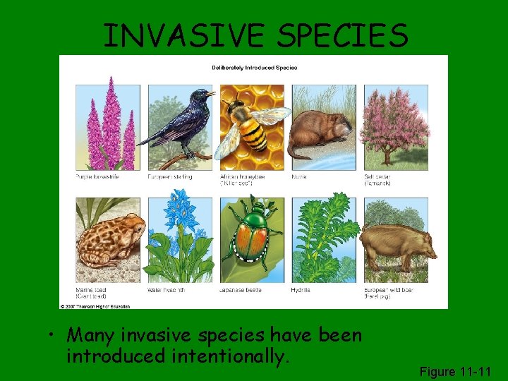 INVASIVE SPECIES • Many invasive species have been introduced intentionally. Figure 11 -11 