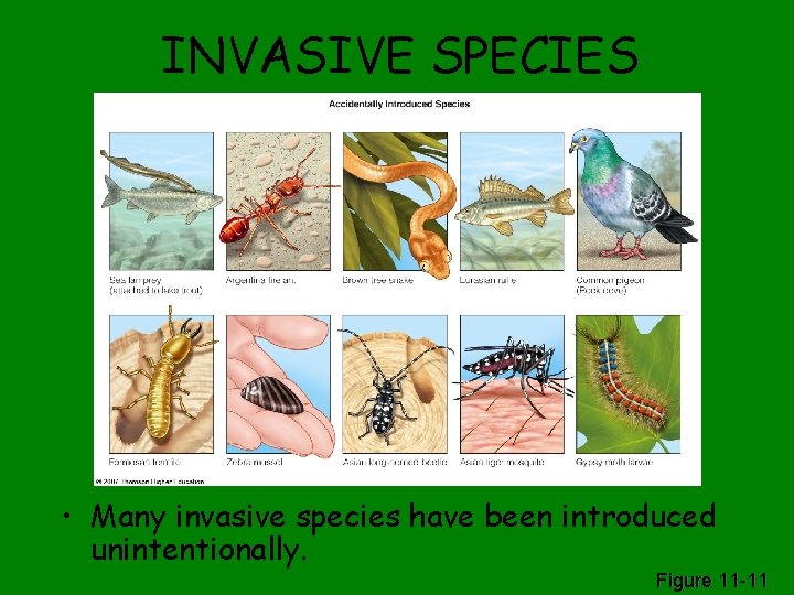INVASIVE SPECIES • Many invasive species have been introduced unintentionally. Figure 11 -11 