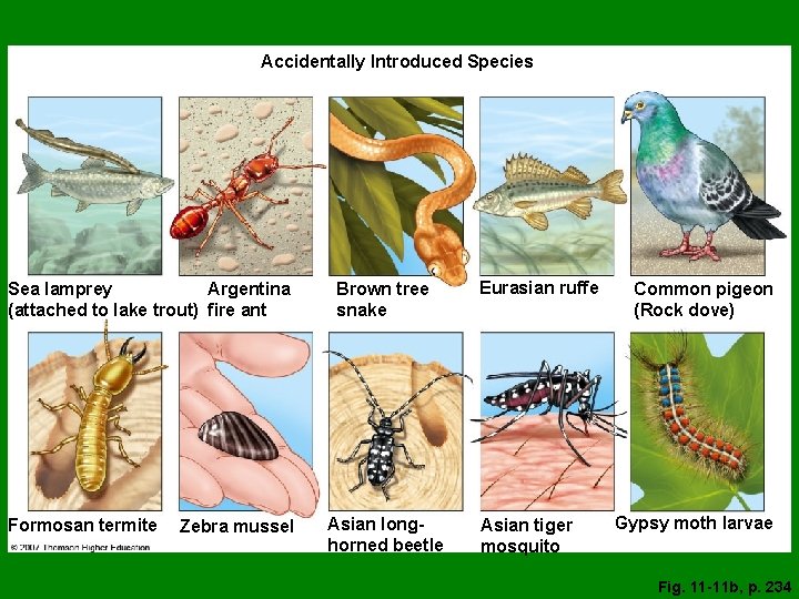 Accidentally Introduced Species Sea lamprey Argentina (attached to lake trout) fire ant Formosan termite