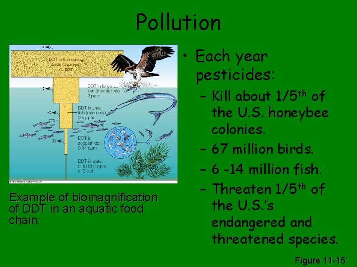 Pollution • Each year pesticides: Example of biomagnification of DDT in an aquatic food