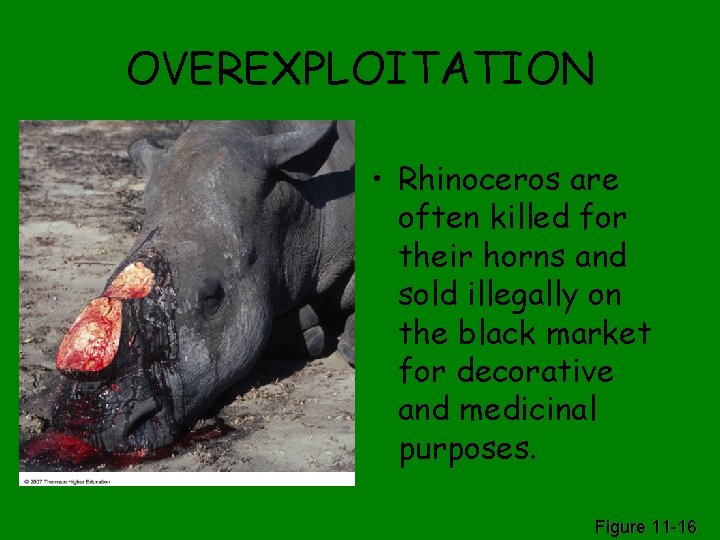 OVEREXPLOITATION • Rhinoceros are often killed for their horns and sold illegally on the