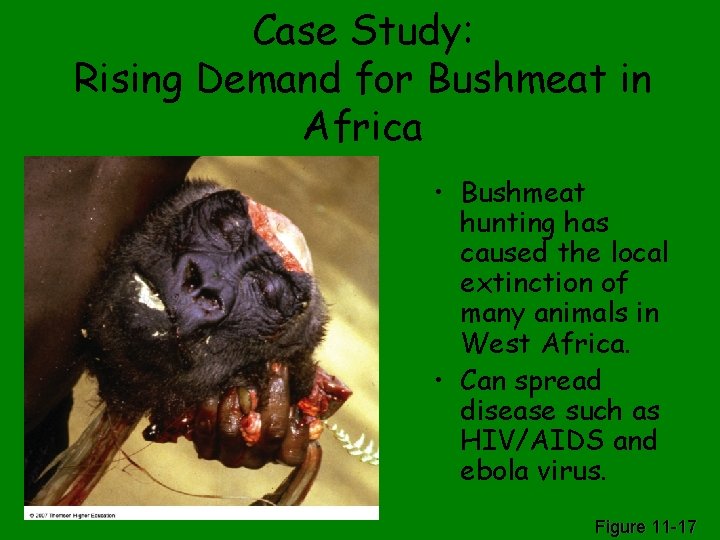 Case Study: Rising Demand for Bushmeat in Africa • Bushmeat hunting has caused the