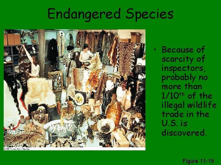 Endangered Species • Because of scarcity of inspectors, probably no more than 1/10 th