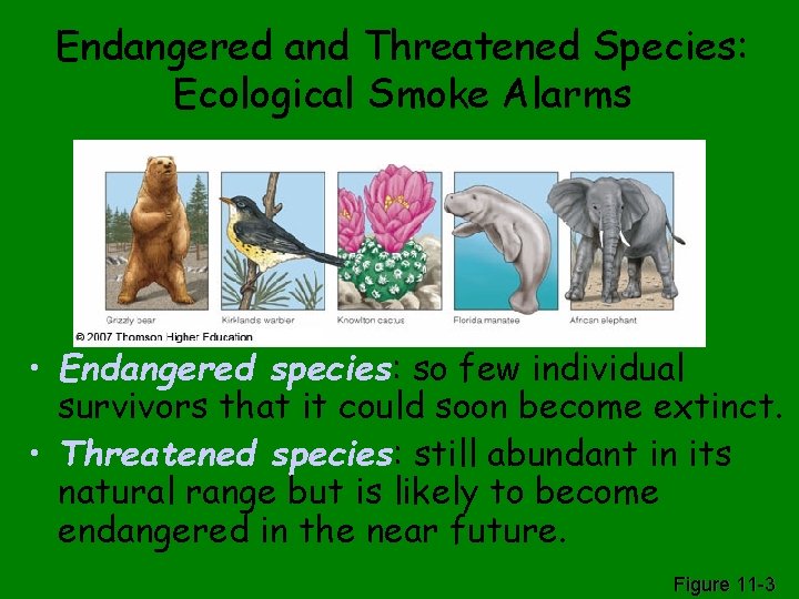 Endangered and Threatened Species: Ecological Smoke Alarms • Endangered species: so few individual survivors