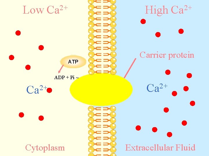 Low Ca 2+ High Ca 2+ ATP Carrier protein ADP + Pi ~ Ca