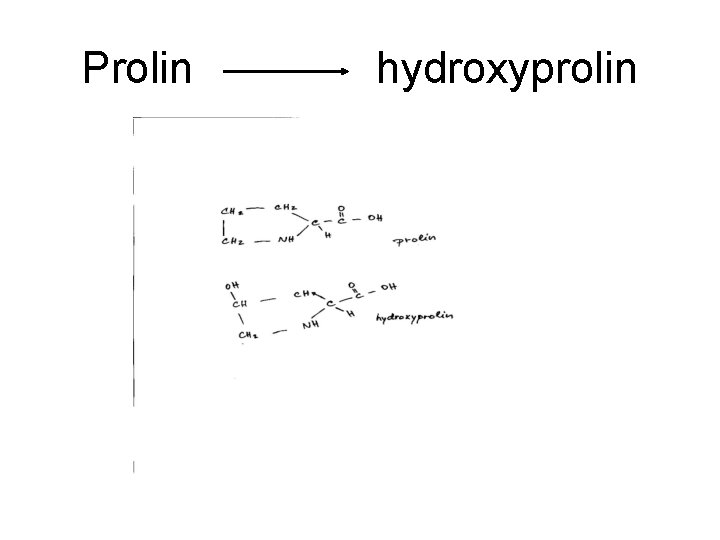 Prolin hydroxyprolin 