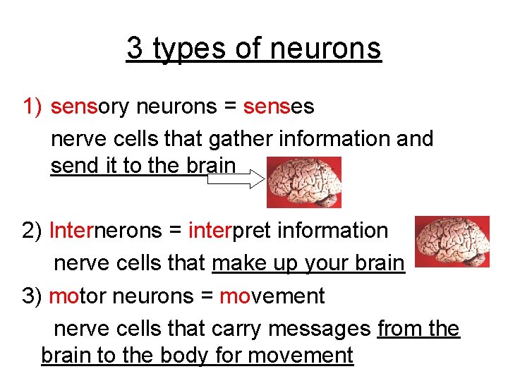 3 types of neurons 1) sensory neurons = senses nerve cells that gather information