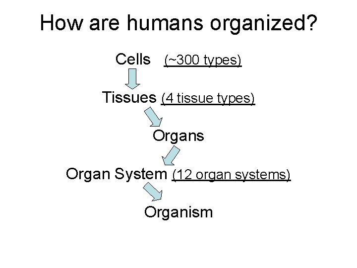 How are humans organized? Cells (~300 types) Tissues (4 tissue types) Organs Organ System