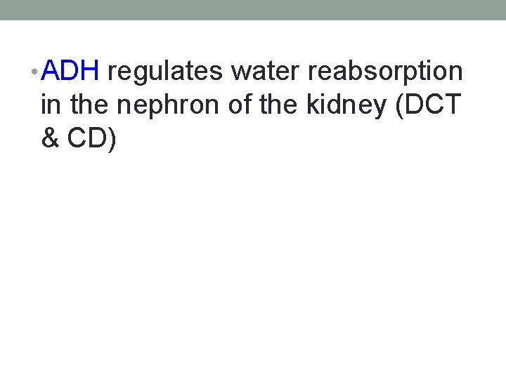  • ADH regulates water reabsorption in the nephron of the kidney (DCT &