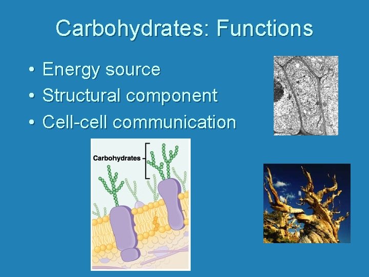Carbohydrates: Functions • • • Energy source Structural component Cell-cell communication 