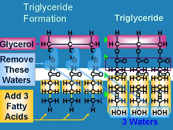 Triglyceride Formation H Glycerol Remove These Waters Add 3 Fatty Acids H Triglyceride H