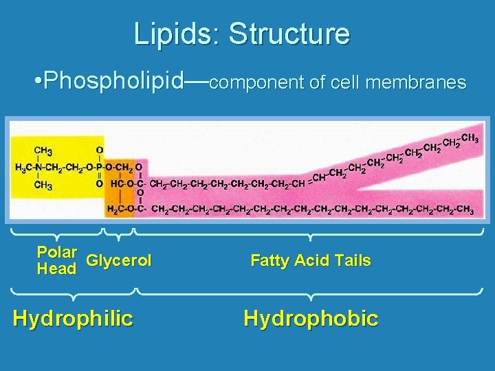 Lipids: Structure • Phospholipid—component of cell membranes Polar Glycerol Head Hydrophilic Fatty Acid Tails
