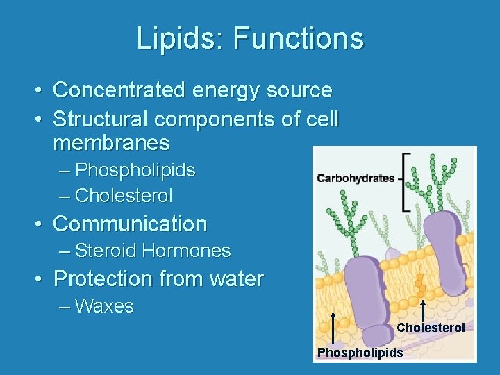 Lipids: Functions • Concentrated energy source • Structural components of cell membranes – Phospholipids