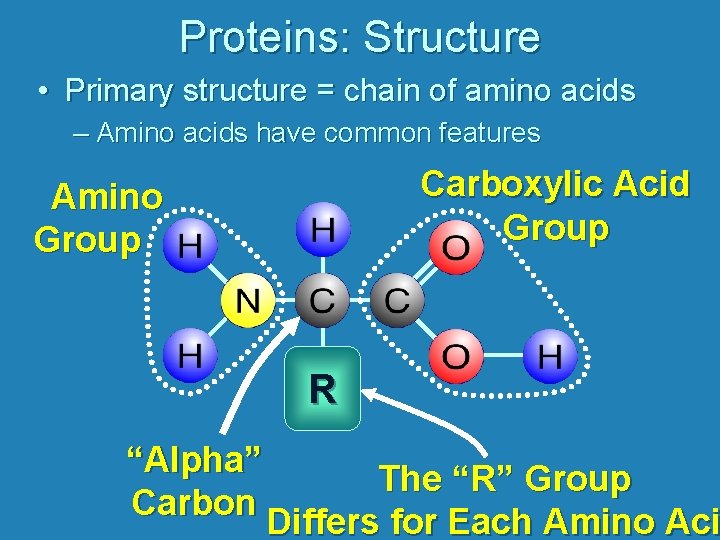 Proteins: Structure • Primary structure = chain of amino acids – Amino acids have
