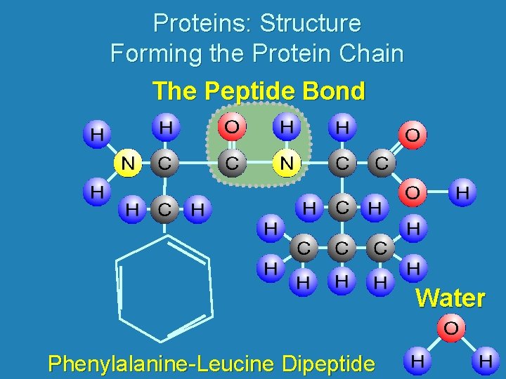 Proteins: Structure Forming the Protein Chain The Peptide Bond Water Phenylalanine-Leucine Dipeptide 