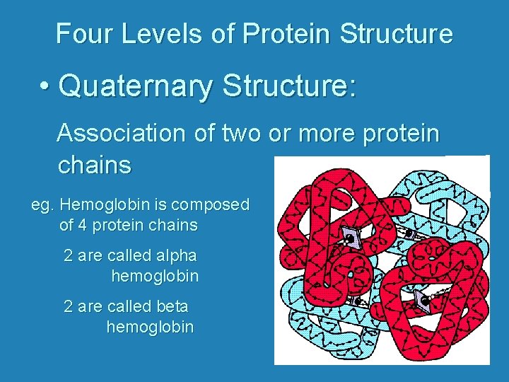 Four Levels of Protein Structure • Quaternary Structure: Association of two or more protein