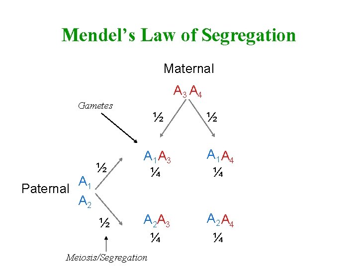 Mendel’s Law of Segregation Maternal A 3 A 4 Gametes A 1 Paternal A