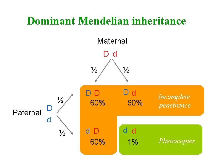 Dominant Mendelian inheritance Maternal D d ½ D Paternal d ½ ½ DD 60%