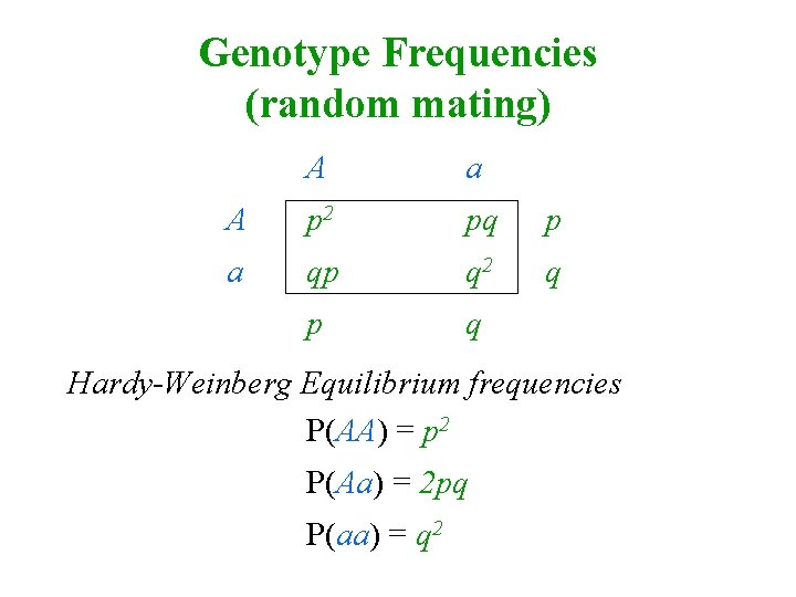 Genotype Frequencies (random mating) A a A p 2 pq p a qp q