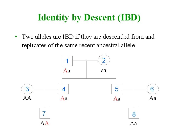 Identity by Descent (IBD) • Two alleles are IBD if they are descended from