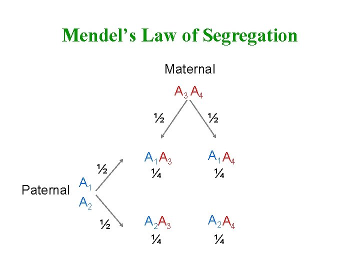Mendel’s Law of Segregation Maternal A 3 A 4 ½ A 1 Paternal A