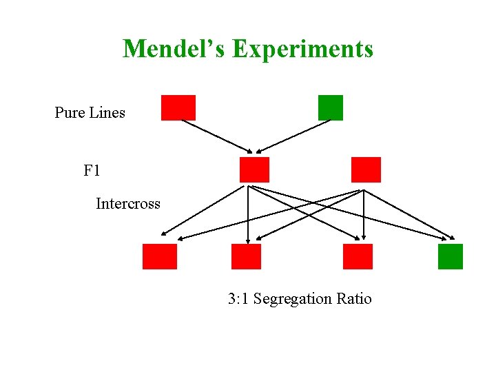 Mendel’s Experiments AA Pure Lines F 1 aa Aa Aa Intercross AA Aa Aa