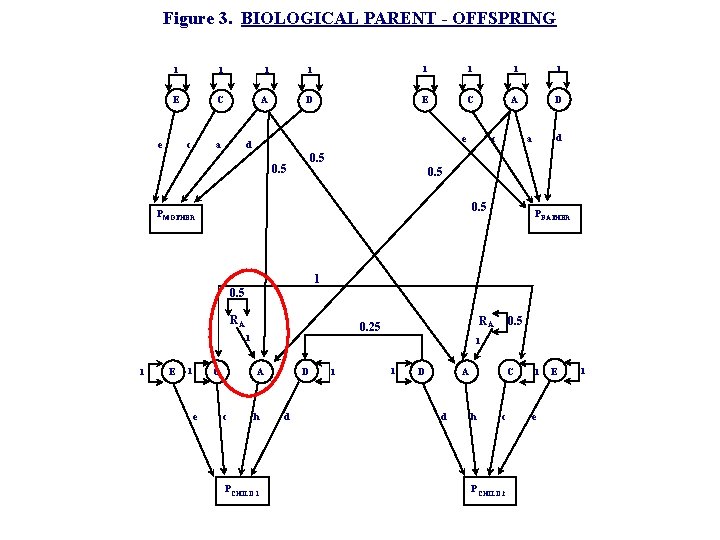 Figure 3. BIOLOGICAL PARENT - OFFSPRING 1 1 1 1 E C A D