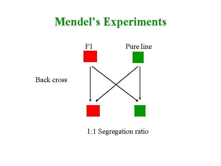 Mendel’s Experiments F 1 Aa Pure line aa Back cross Aa aa 1: 1